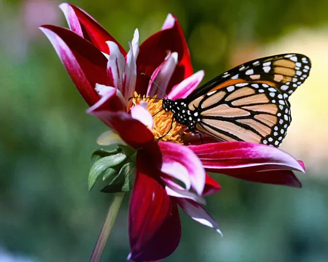 Sophrologie Bordeaux - Sylvie Larrue - Butterfly