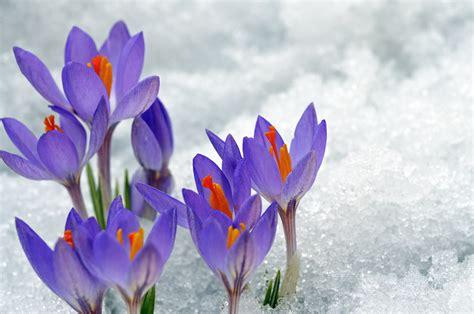 crocus-dans-la-neige