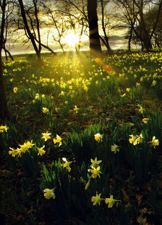 jonquilles-sous-bois