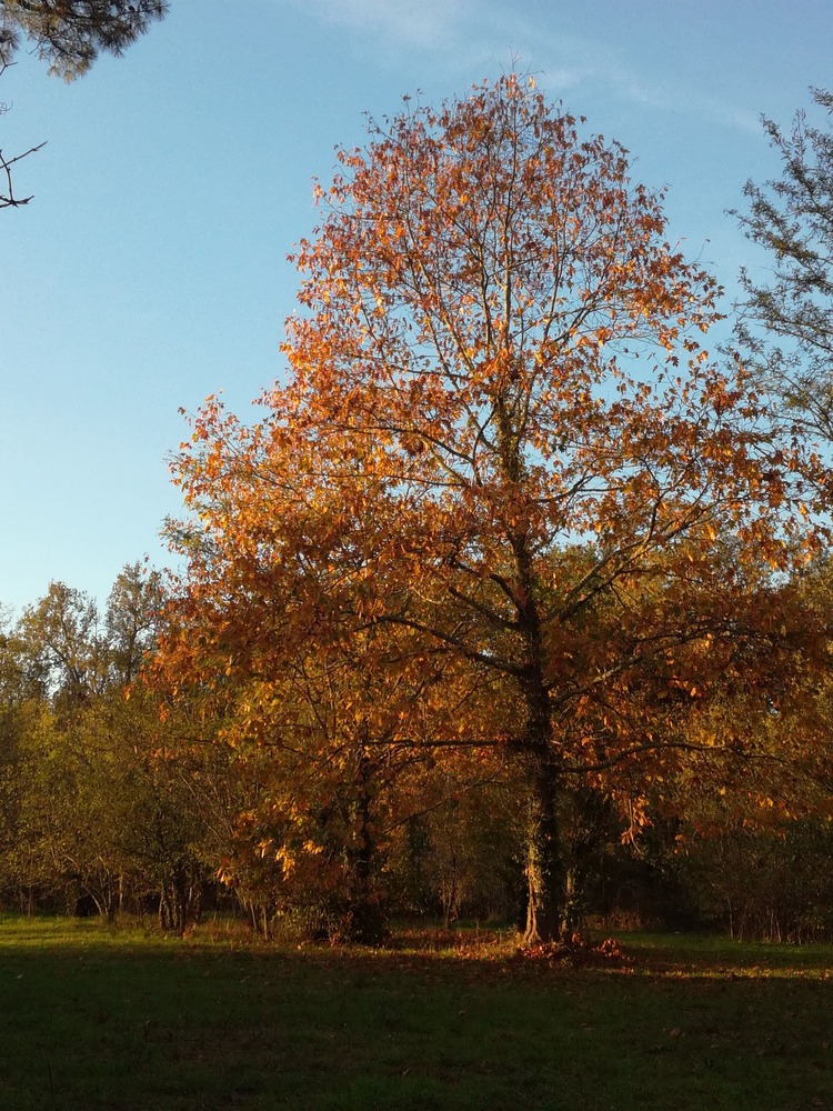 Sophrologie Bordeaux - Sylvie Larrue - Tanaïs en automne